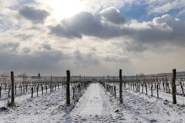 Vignoble Hiver Près Hnanice Région Znojmo Moravie Sud République Tchèque — Photo