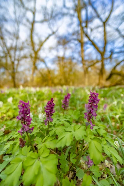 Pusty Komin Dymny Corydalis Cava Las Wiosenny Morawy Południowe Czechy — Zdjęcie stockowe