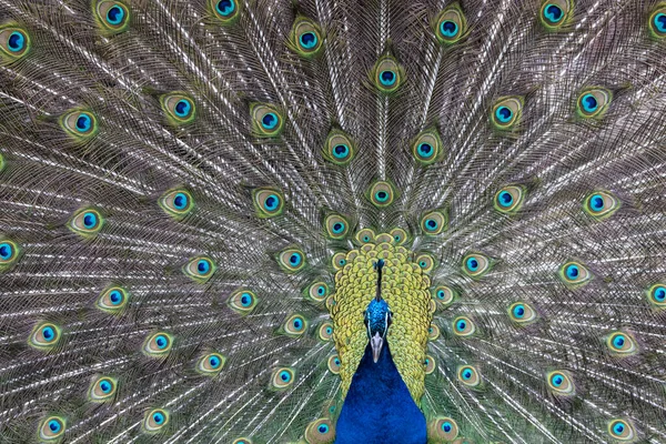 Closeup Image Peacock Dancing Its Open Feathers — Stock Photo, Image