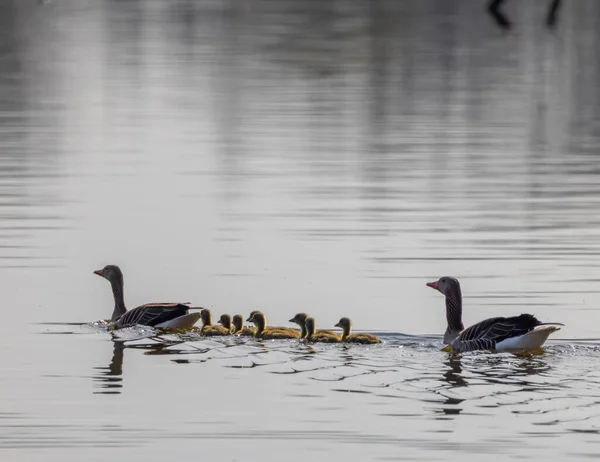 Great Goose Anser Anser Southern Bohemia República Checa — Fotografia de Stock