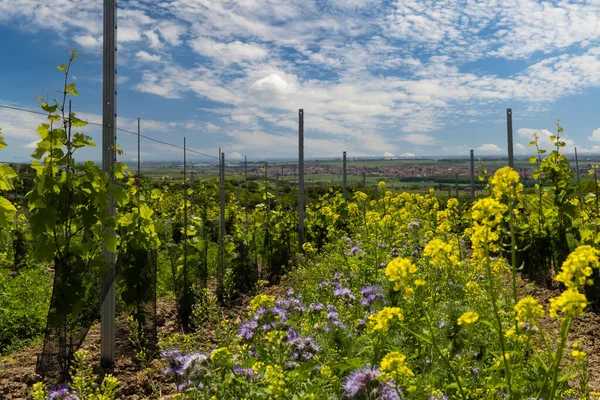 Espaciado Floral Viñedo Orgánico Sur Moravia República Checa —  Fotos de Stock