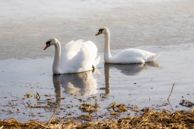 Bahar havuzunda kuğular