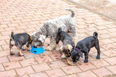 Yavrular ve anneleri kaseden yemek yiyorlar.