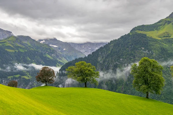 Magányos Fák Vidéken Svájci Alpok — Stock Fotó