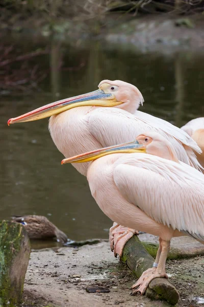 Pelicans Jihlava Zoo Czech Republic — Stock Photo, Image