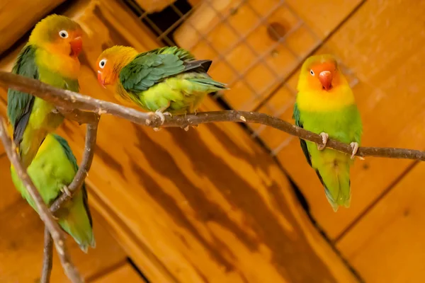 Papegaaien Dierentuin Jihlava Tsjechië — Stockfoto