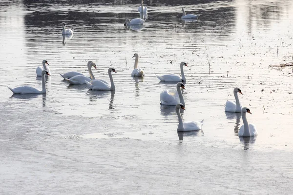 春の池に白鳥が — ストック写真