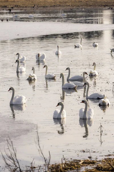 春の池に白鳥が — ストック写真