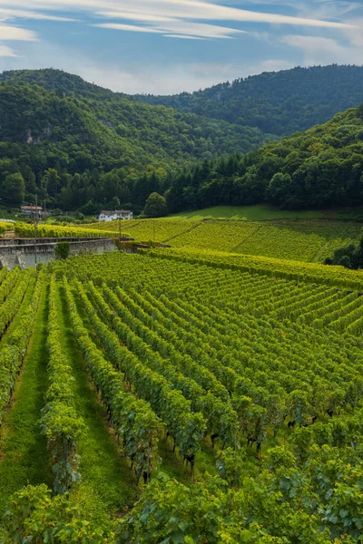 Vinhedos Perto Aigle Cantão Vaud Suíça — Fotografia de Stock