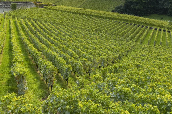 スイスのカントン ヴォー州エイグル近郊のブドウ畑 — ストック写真