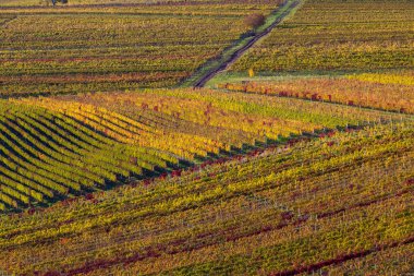Velke Bilovice yakınlarındaki Moravya üzüm bağlarında sonbahar, Çek Cumhuriyeti