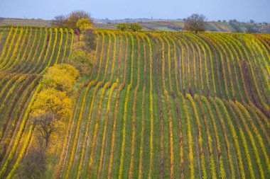 Cejkovice, Güney Moravya, Çek Cumhuriyeti yakınlarındaki sonbahar üzüm bağları