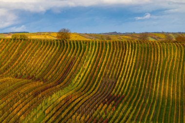 Cejkovice, Güney Moravya, Çek Cumhuriyeti yakınlarındaki sonbahar üzüm bağları