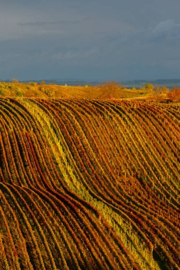 Cejkovice, Güney Moravya, Çek Cumhuriyeti yakınlarındaki sonbahar üzüm bağları
