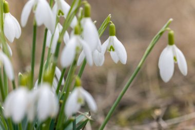 Kar Damlaları, Podyji, Güney Moravya, Çek Cumhuriyeti