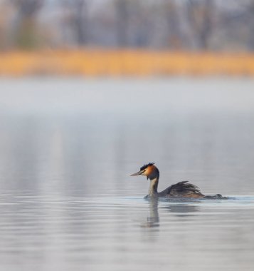 Great Crested Grebe (Podiceps kriteri), Güney Bohemya, Çek Cumhuriyeti