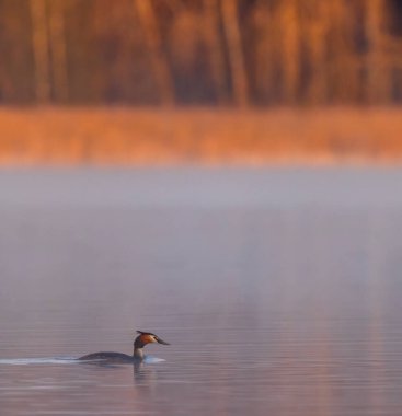 Great Crested Grebe (Podiceps kriteri), Güney Bohemya, Çek Cumhuriyeti