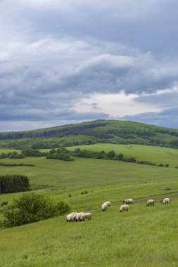 Beyaz koyunlu bahar manzarası Beyaz Karpatlar, Çek Cumhuriyeti