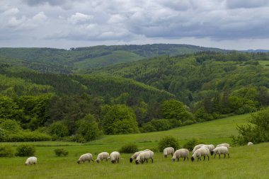 Beyaz koyunlu bahar manzarası Beyaz Karpatlar, Çek Cumhuriyeti