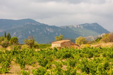 Şarap Bölgesi 'ndeki üzüm bağları Languedoc-Roussillon, Roussillon, Fransa