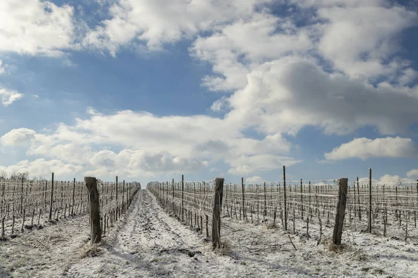 Vigneto Invernale Vicino Mikulov Regione Palava Moravia Meridionale Repubblica Ceca — Foto Stock