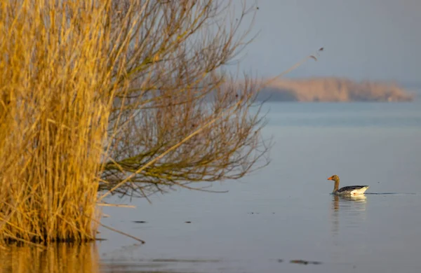 Ganso Selvagem Lago Musov Boêmia Sul República Checa — Fotografia de Stock