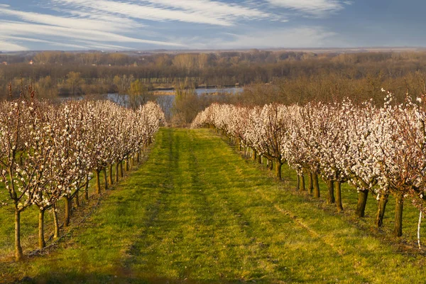 Blossoming Apricot Orchard Slup Southern Moravia Czech Republic — Stok fotoğraf