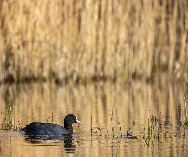 Svart Barnsäng Fulica Atra Fulica Tidigare Södra Böhmen Tjeckien — Stockfoto