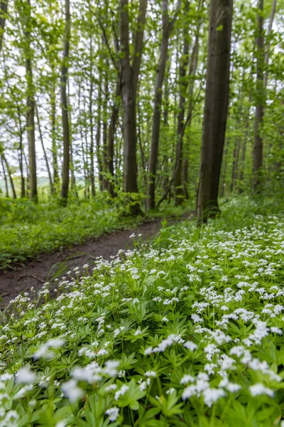 Spring Beech Forest White Carpathians Νότια Μοραβία Τσεχία — Φωτογραφία Αρχείου