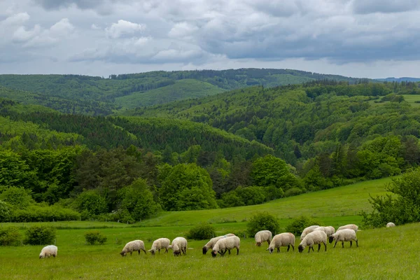 Paisagem Primavera Com Ovelhas Brancas Cárpatos Brancos República Checa — Fotografia de Stock