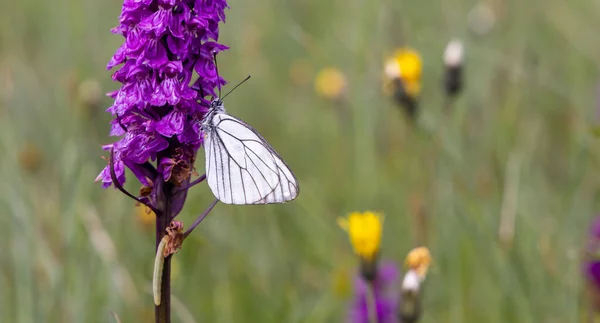 Black Veined White Butterfly Aporia Crataegi Heath Spotted Orchid Moorland — Stock Photo, Image