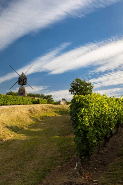 Montsoreau Yakınlarındaki Tranchee Vineyard Yel Değirmeni Pays Loire Fransa — Stok fotoğraf