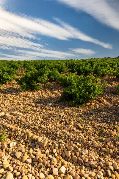 Типичный Виноградник Камнями Недалеко Шатонеф Папе Котес Рон Франция — стоковое фото