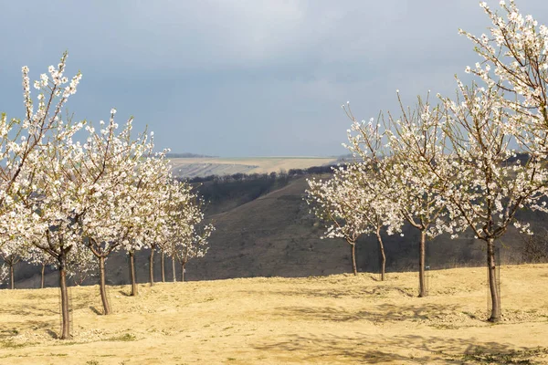 Almond Tree Orchard Hustopece South Moravia Czech Republic — Stock Photo, Image