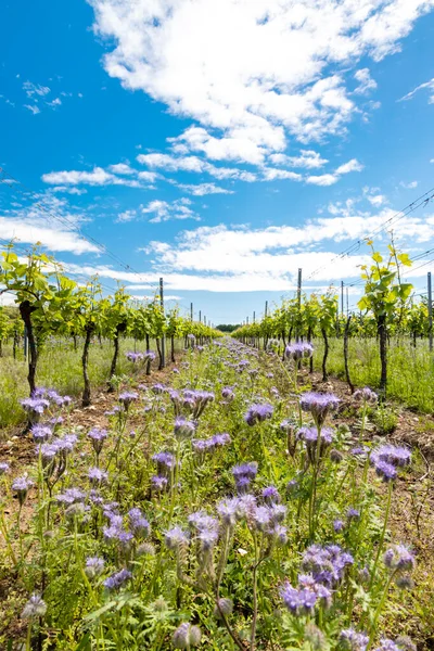 Floral Spacing Organic Vineyard Moravia Czech Republic — Stock Photo, Image