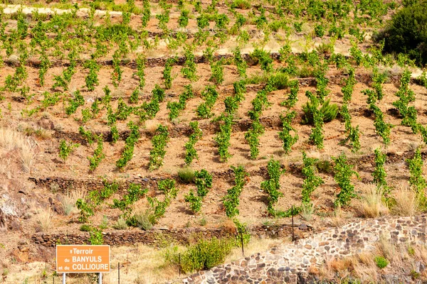 Paisagem Vinícola Perto Banyuls Sur Mer Pyrenees Orientales Roussillon Vermilion — Fotografia de Stock