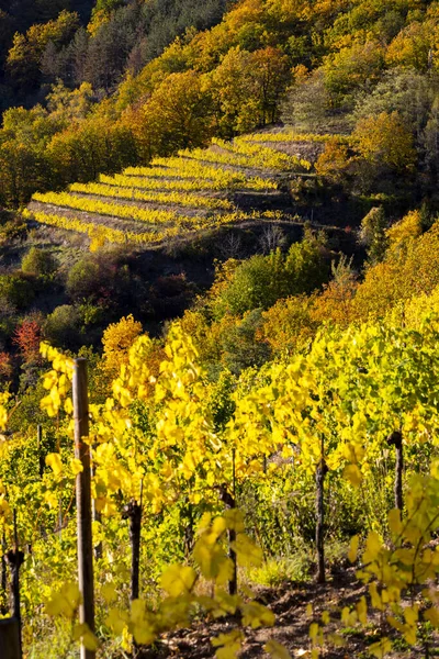 Weinregion Wachau Zur Weinlese Österreich — Stockfoto
