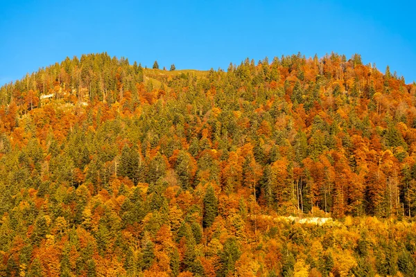 Autumn Forest Dachstein Austria — Stock Photo, Image