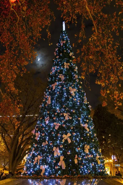 奥地利维也纳的圣诞树 — 图库照片