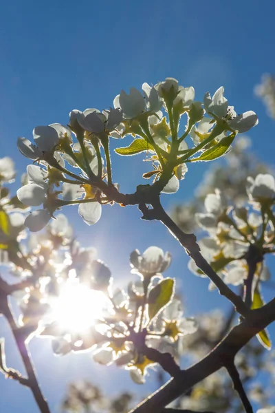 Flores Brotes Árboles Frutales Primavera —  Fotos de Stock