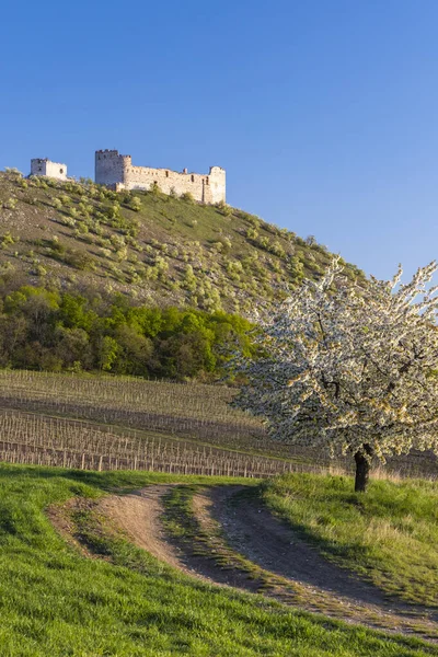 Paisagem Primavera Perto Pavlov Com Ruínas Devicky Palava Morávia Sul — Fotografia de Stock