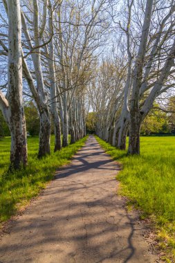 Straznice, Güney Moravya, Çek Cumhuriyeti 'ndeki Castle Park' taki uçak yolu.