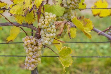 Bahar bağında Riesling Üzümleri, Güney Moravya, Çek Cumhuriyeti