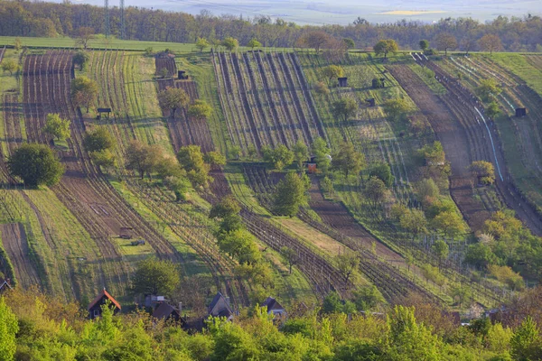 Mutenice Yakınlarındaki Bahar Üzüm Bağı Güney Moravya Çek Cumhuriyeti — Stok fotoğraf