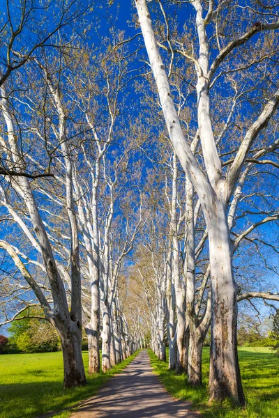 チェコ共和国南モラビア州ストラズニェの城公園の平面路地 — ストック写真