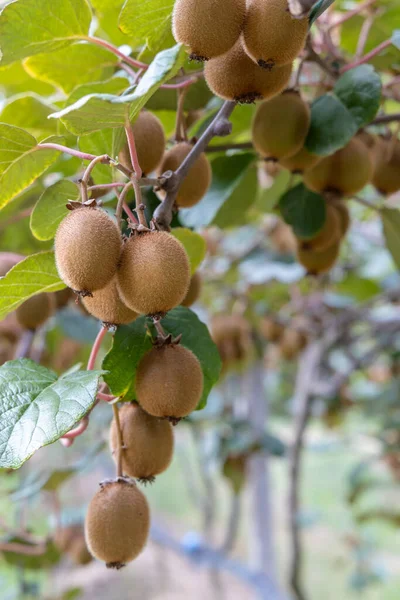 Pomar Com Kiwi Marche Itália Central — Fotografia de Stock