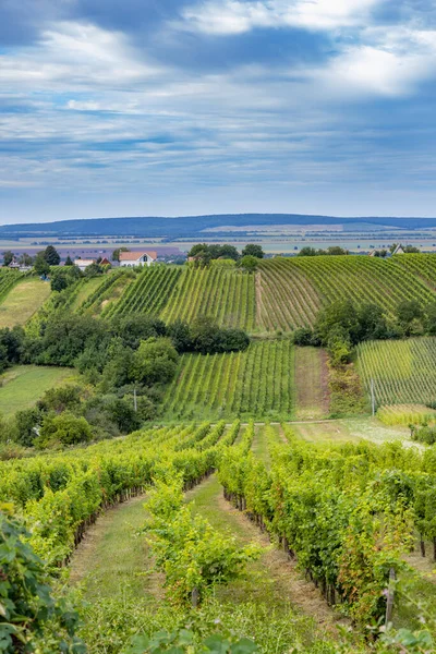 Viña Verano Cerca Strekov Southern Slovakia — Foto de Stock