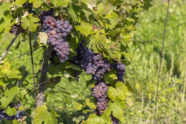 Druiven Rijpen Zuid Moravië Tsjechië — Stockfoto