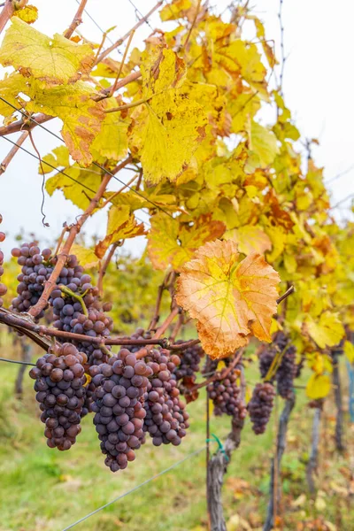 Uvas Vinhedo Outono Morávia Sul República Checa — Fotografia de Stock