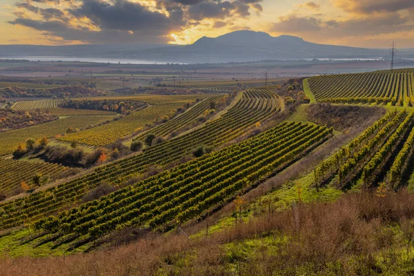 Vignobles Sous Palava Moravie Sud République Tchèque — Photo